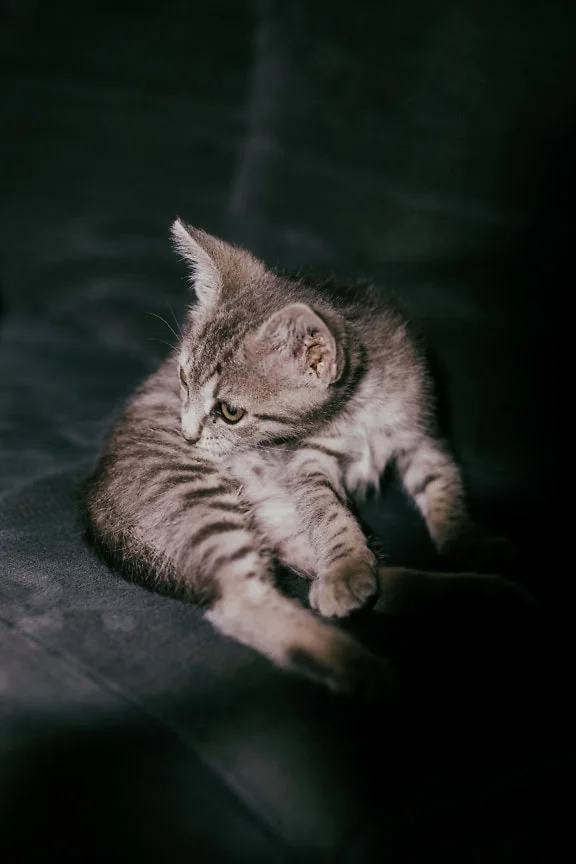 2900+ Con mèo hình ảnh miễn phí