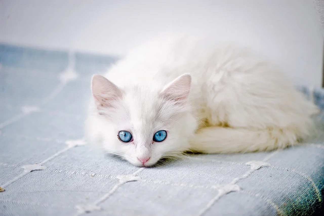 Mèo Con Trắng Động Vật Có - Ảnh miễn phí trên Pixabay
