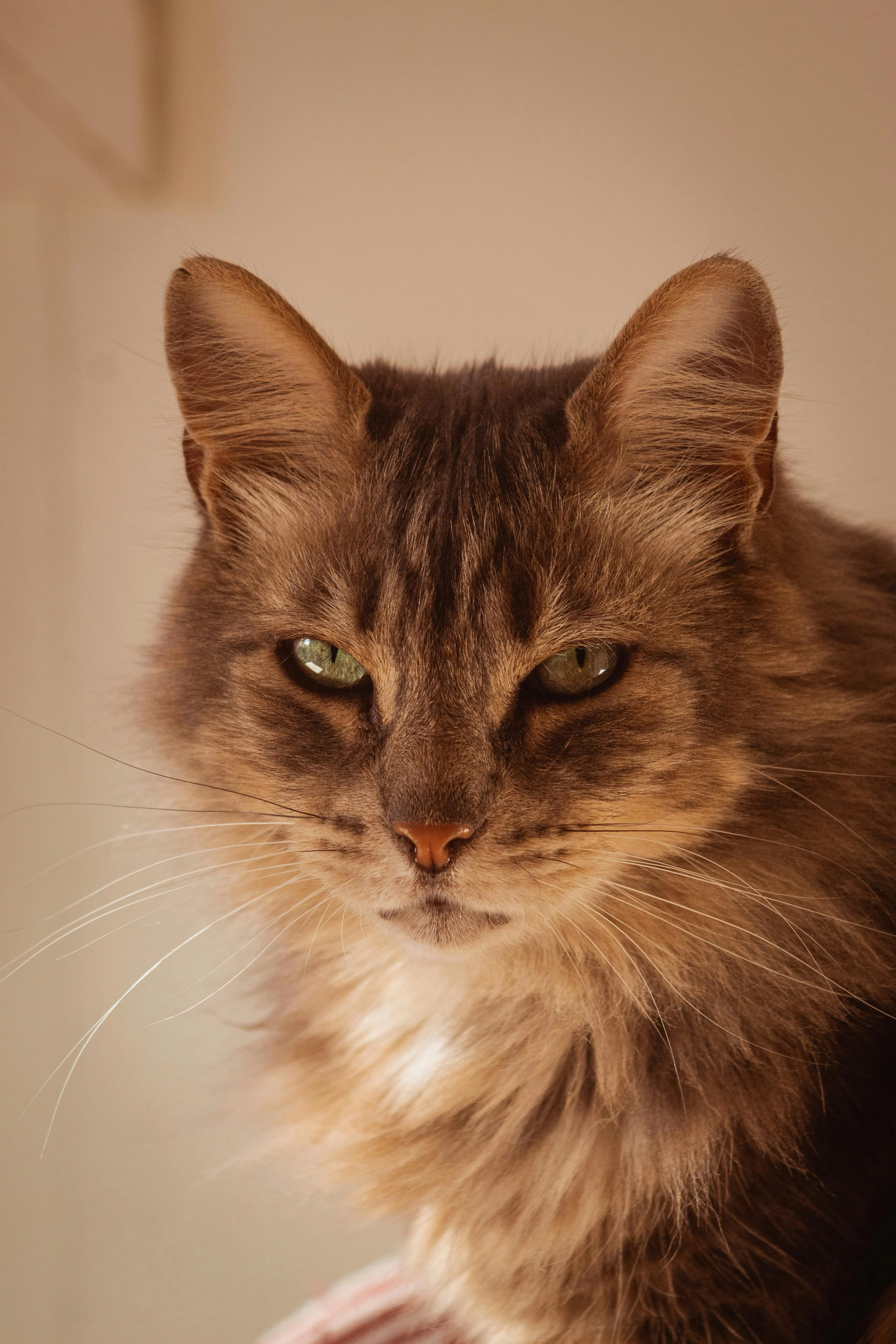 hình ảnh : con mèo, Felidae, Râu, Felinae, Động vật ăn thịt, Lông thú, Mõm, Đóng lên, Động vật trên cạn, Maine coon, Somali cat, Con mèo lông dài trong nước