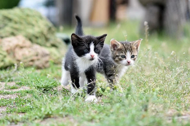 60000+ Con mèo & hình con mèo con, con mèo chạy - Pixabay