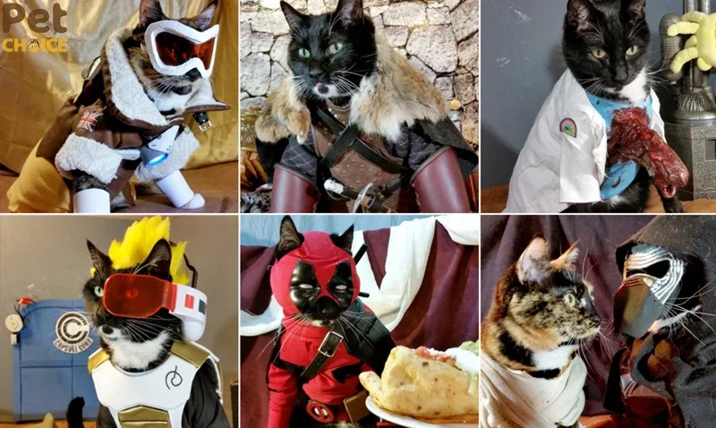 Mèo cosplay (3)