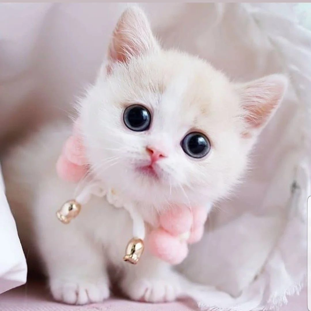 Mèo con trắng mắt xanh đeo vòng cổ chuông