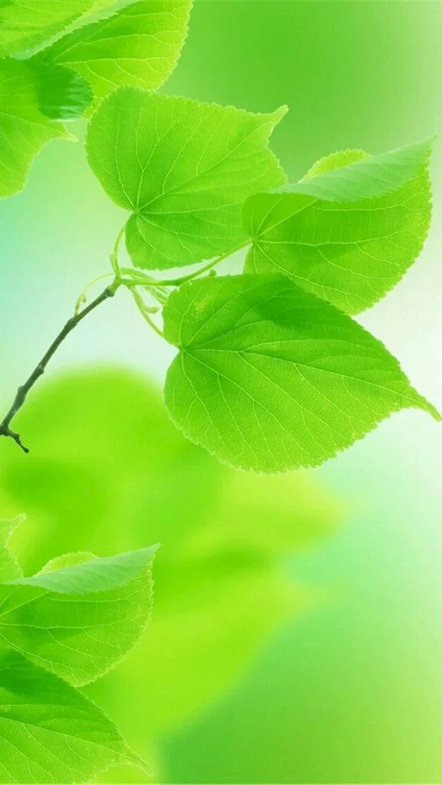 Tuyển chọn nền xanh lá — hình 5