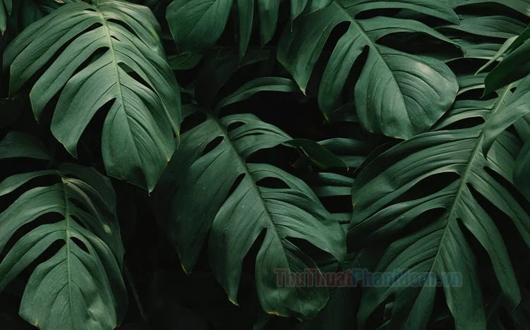 Bộ ảnh nền xanh lá, tấm 8
