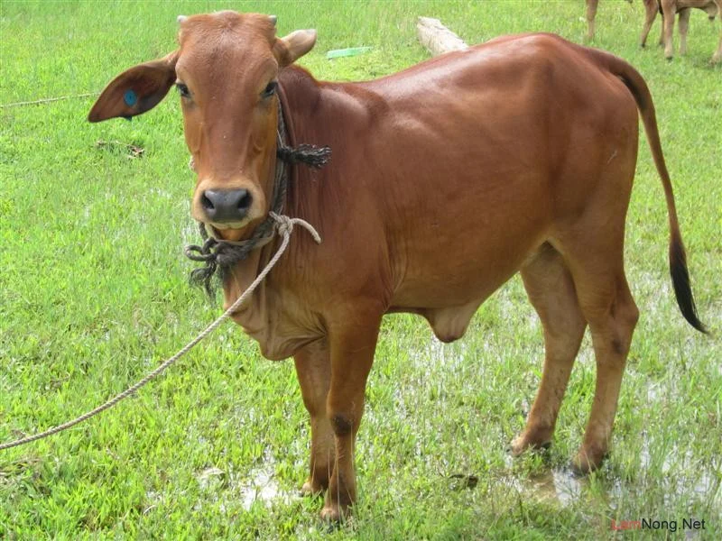 HÌNH ẢNH MẦM NON: HÌNH ẢNH CON BÒ ĐẸP