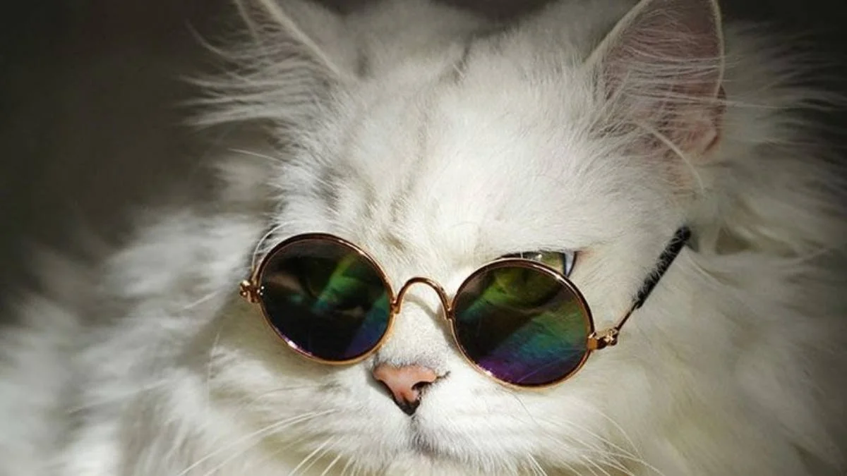 Hình nền mèo cho máy tính cực cool