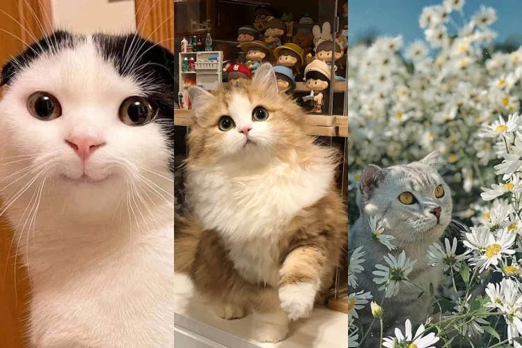 50+ hình nền mèo cute cực chất trang trí điện thoại, máy tính