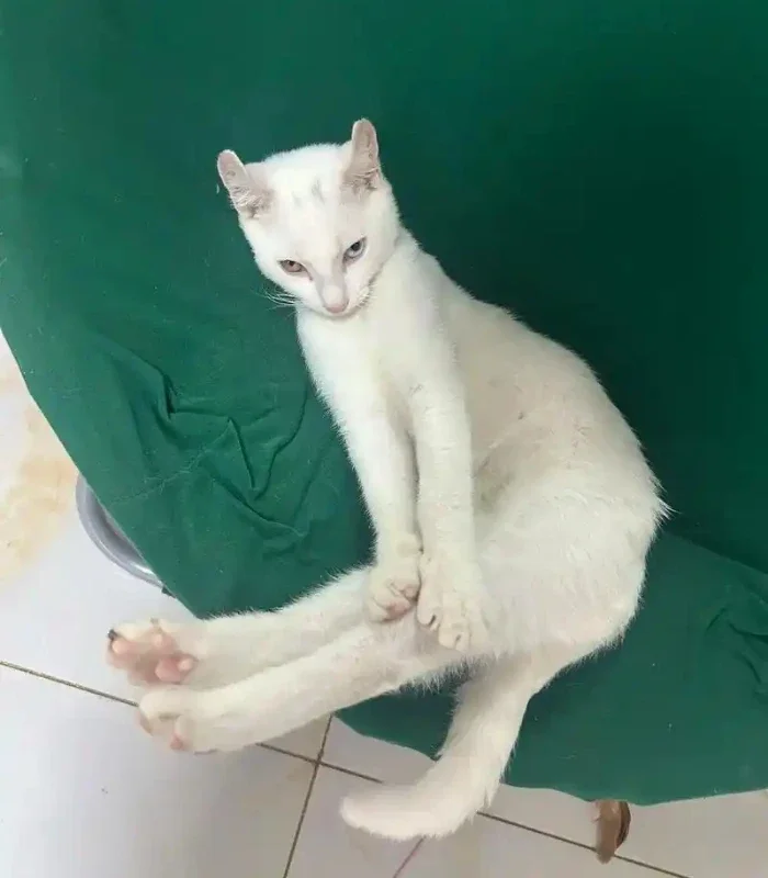 hình meme mèo nằm dáng bựa