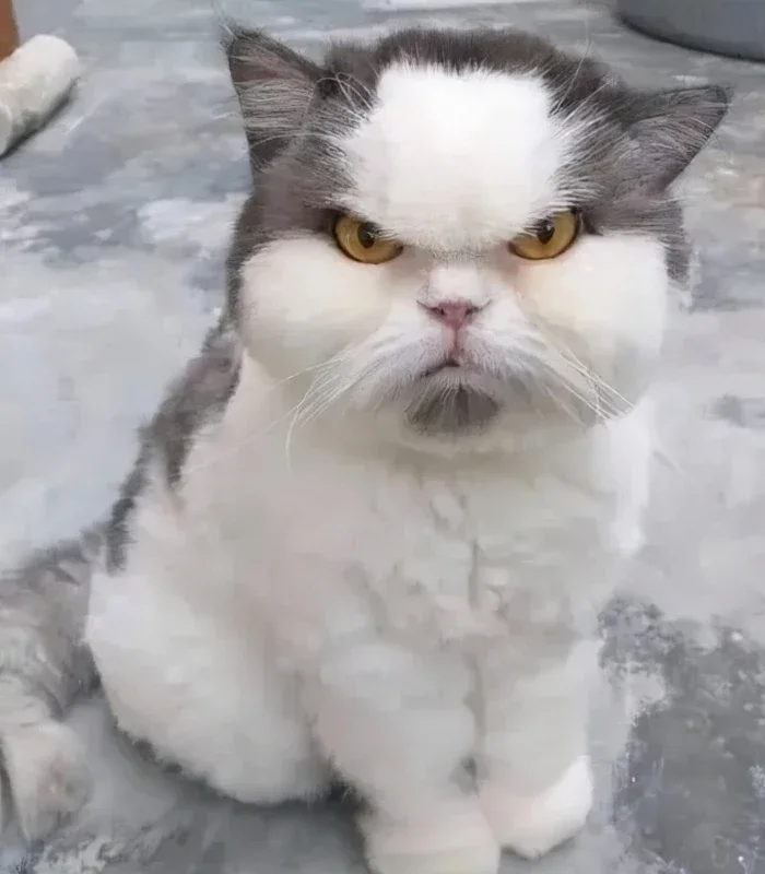 meme mèo bựa cau có