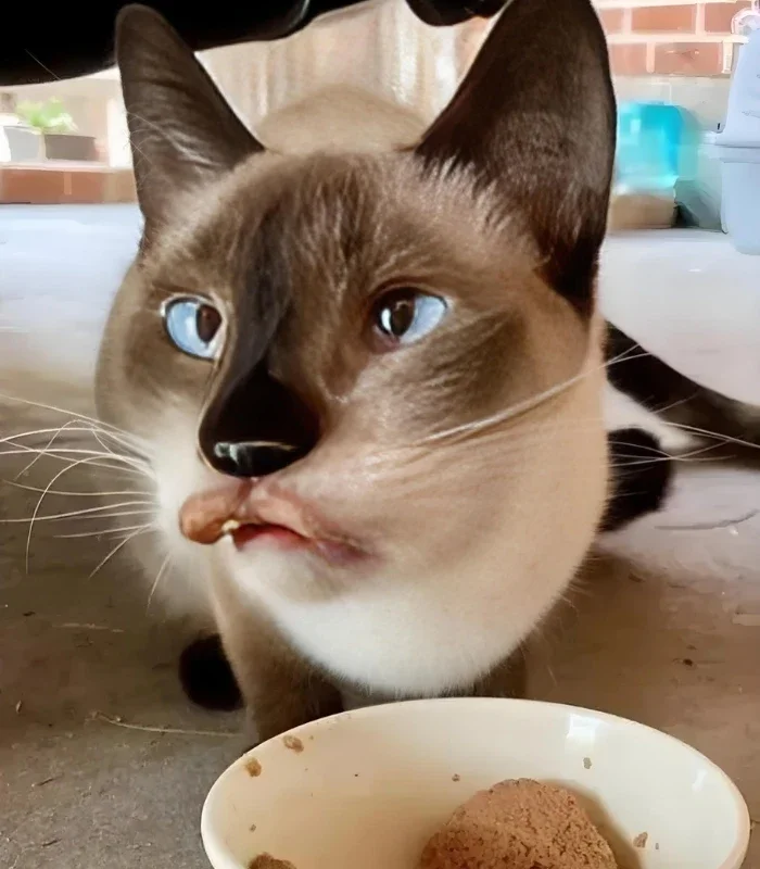 ảnh meme mèo bựa nhất