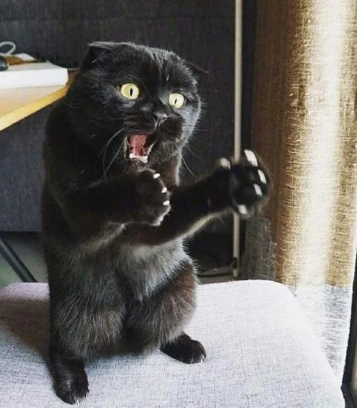hình meme mèo bựa biểu cảm hài hước