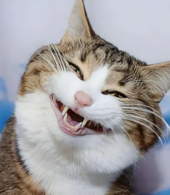 ảnh meme mèo cười bựa