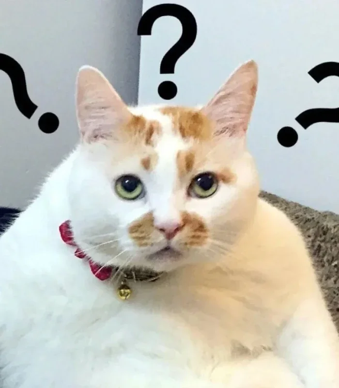 meme mèo bựa hoang mang
