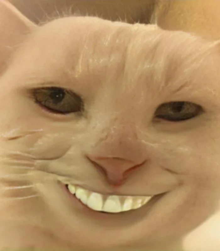 ảnh chế meme mèo bựa