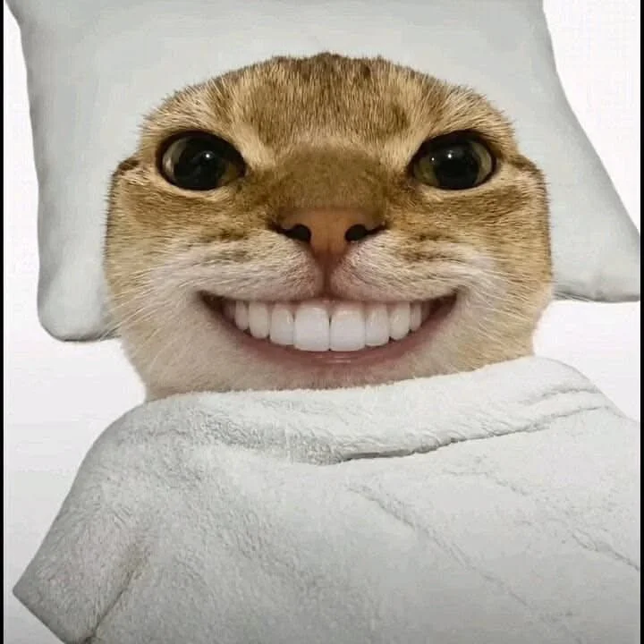 199+ Meme Mèo Bựa Hài Hước Khiến Ai Xem Cũng Bật Cười - Thưởng Thức Âm Nhạc Hello - Trung Tâm Hello