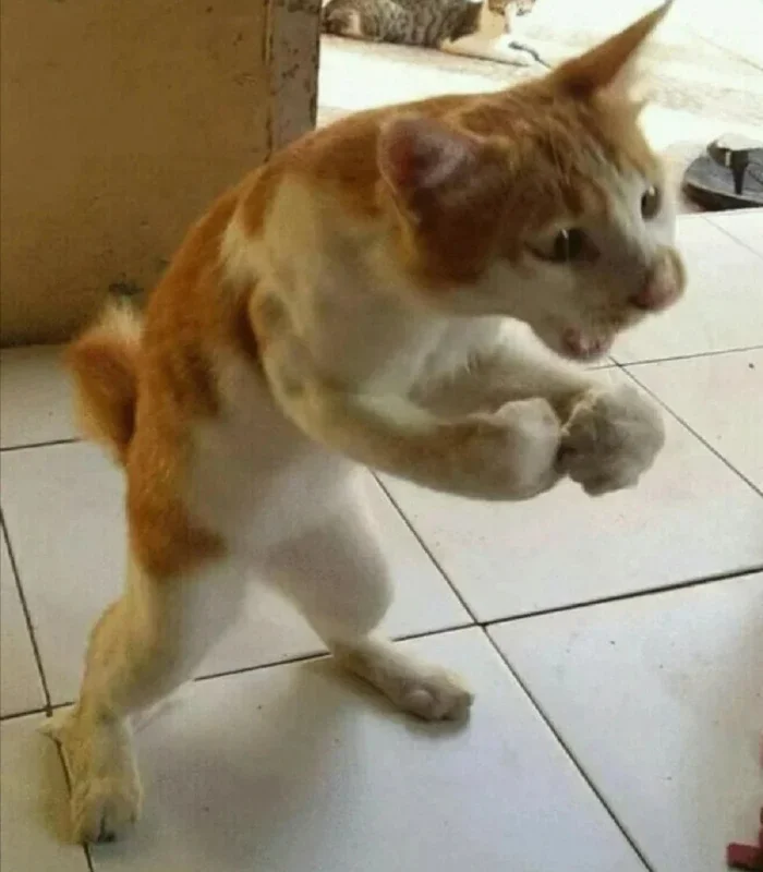hình meme mèo dáng bựa