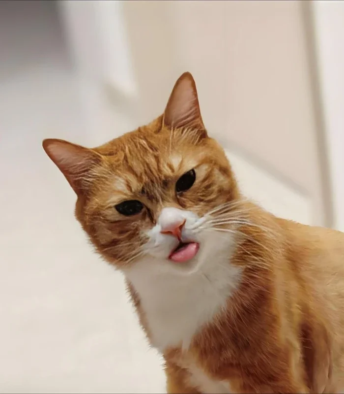 ảnh meme mèo bựa lè lưỡi