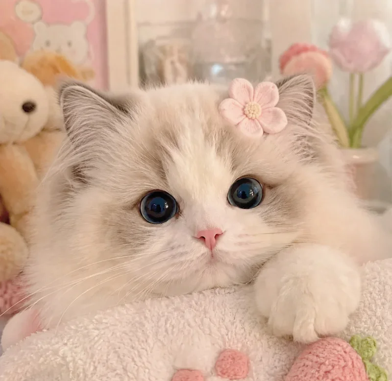 ảnh mèo cute 5