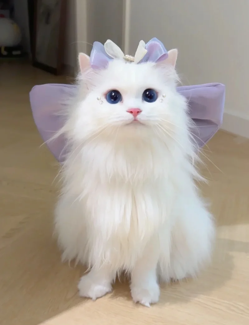 ảnh mèo cute 12