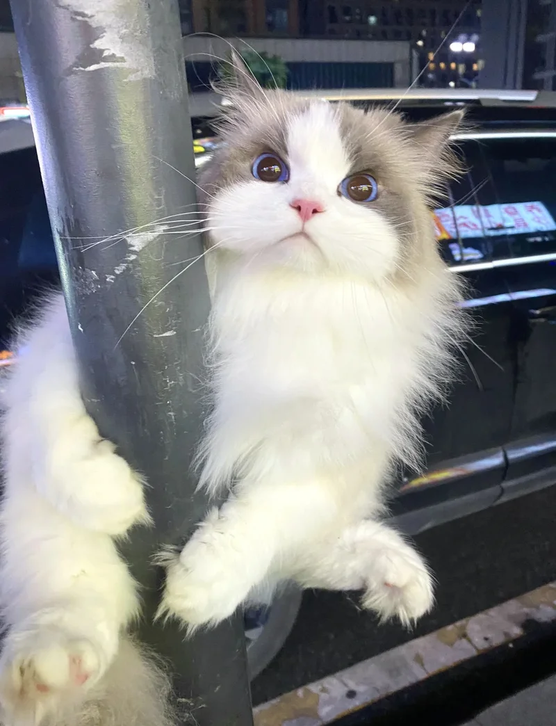 ảnh mèo cute 4