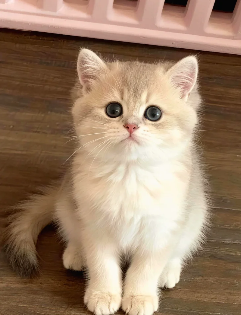 ảnh mèo cute 21