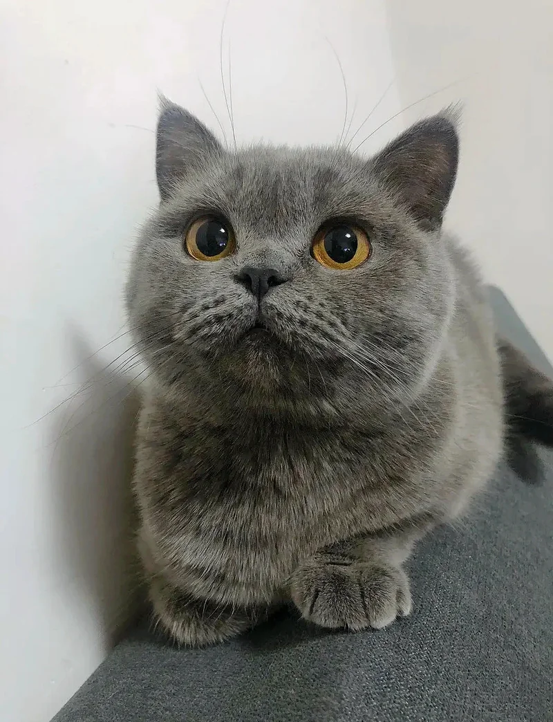 ảnh mèo cute 8