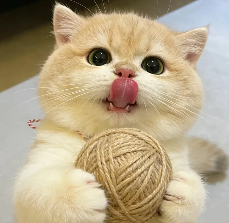 ảnh mèo cute 17