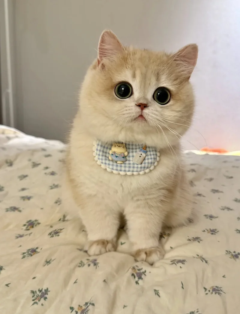 ảnh mèo cute 22