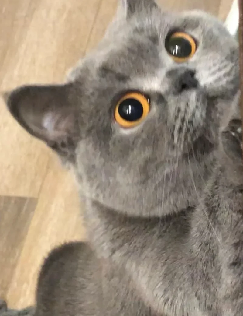 ảnh mèo cute 9