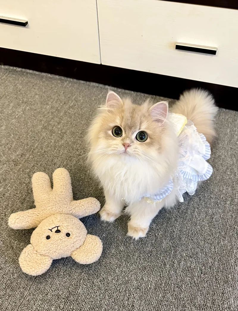 ảnh mèo cute 14