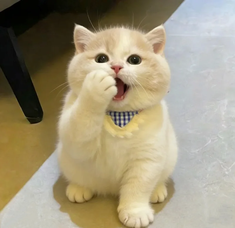 ảnh mèo cute 18