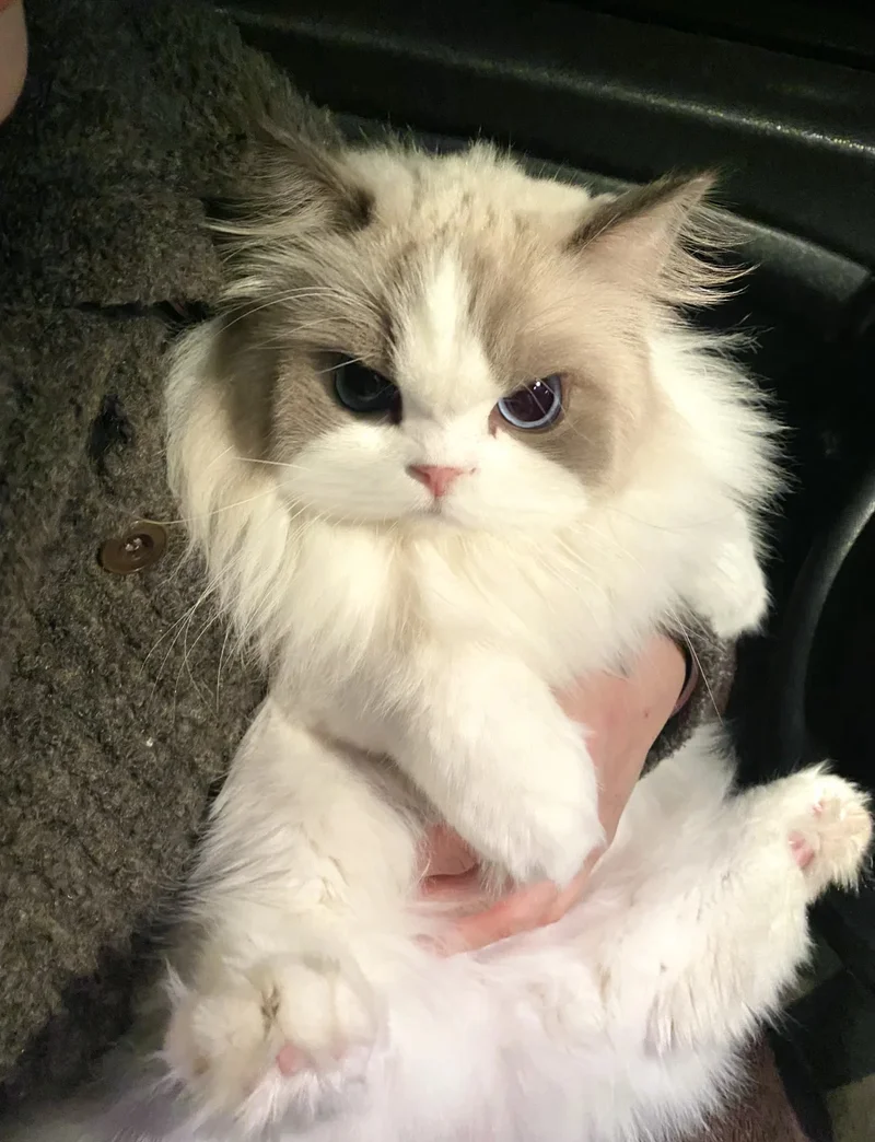 ảnh mèo cute 25
