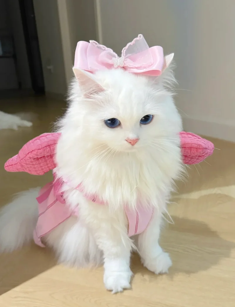 ảnh mèo cute 11