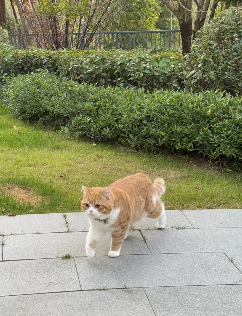 ảnh mèo cute 3