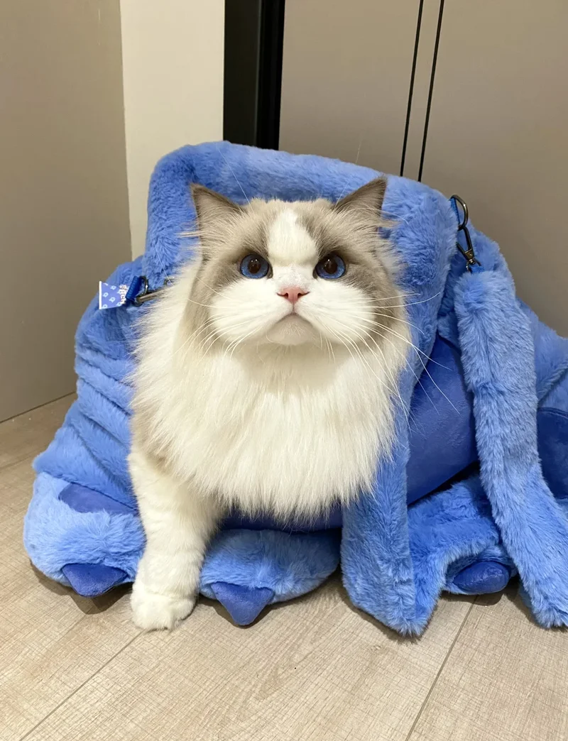 ảnh mèo cute 27