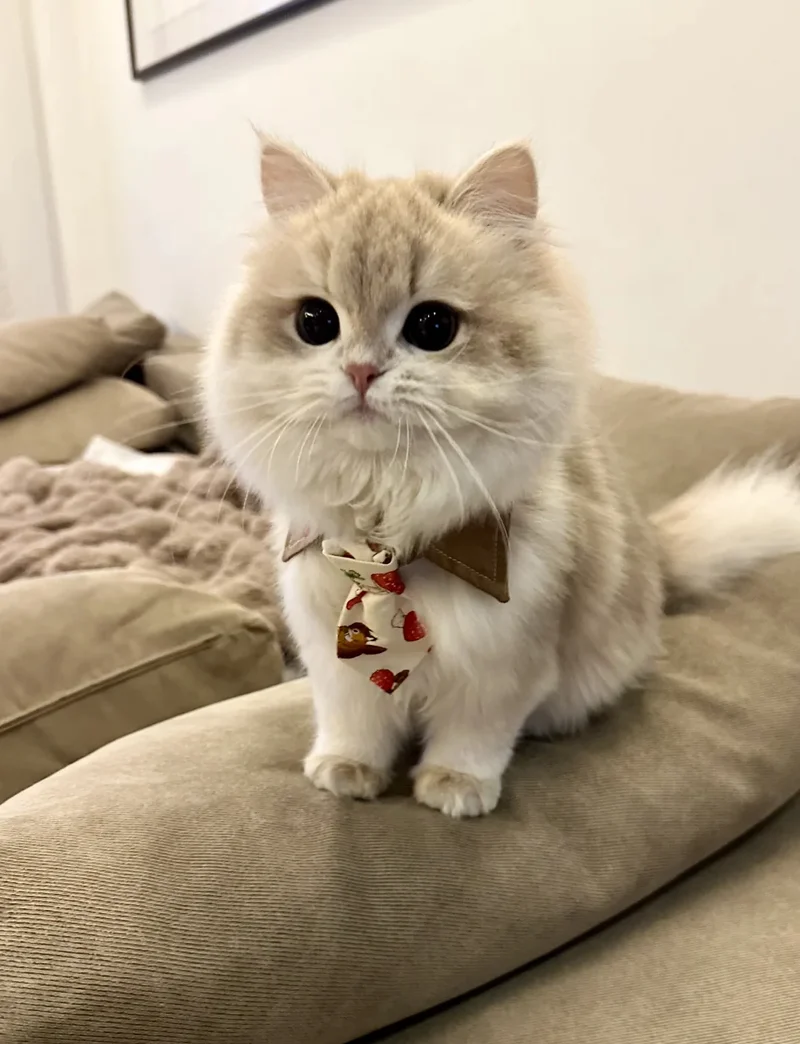 ảnh mèo cute 1