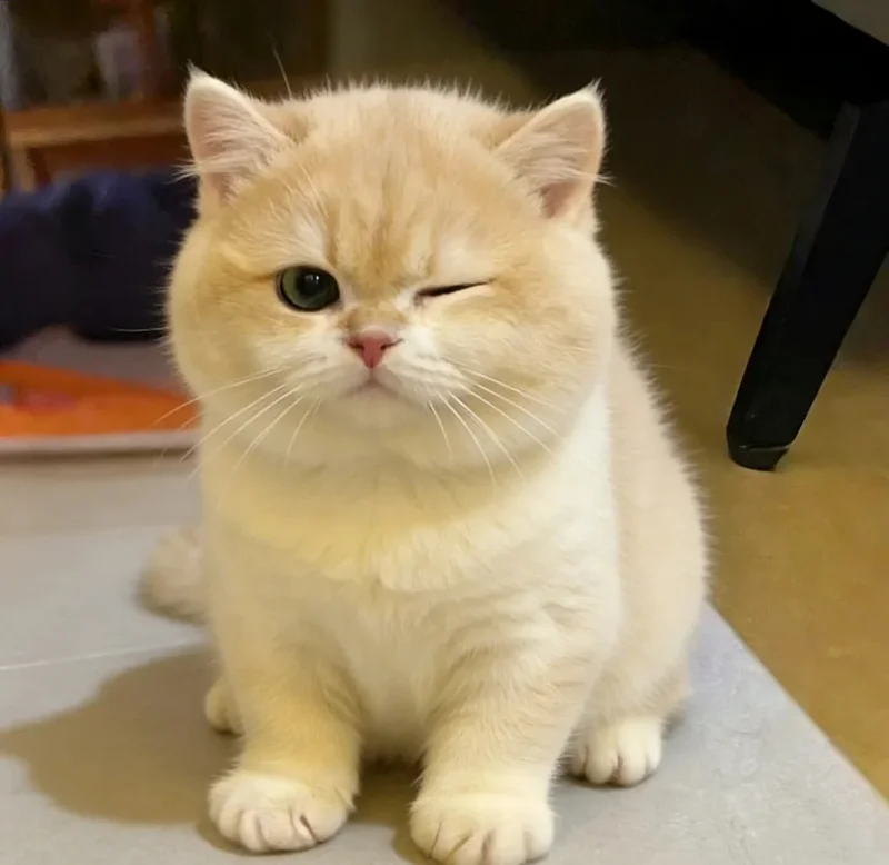 ảnh mèo cute 15
