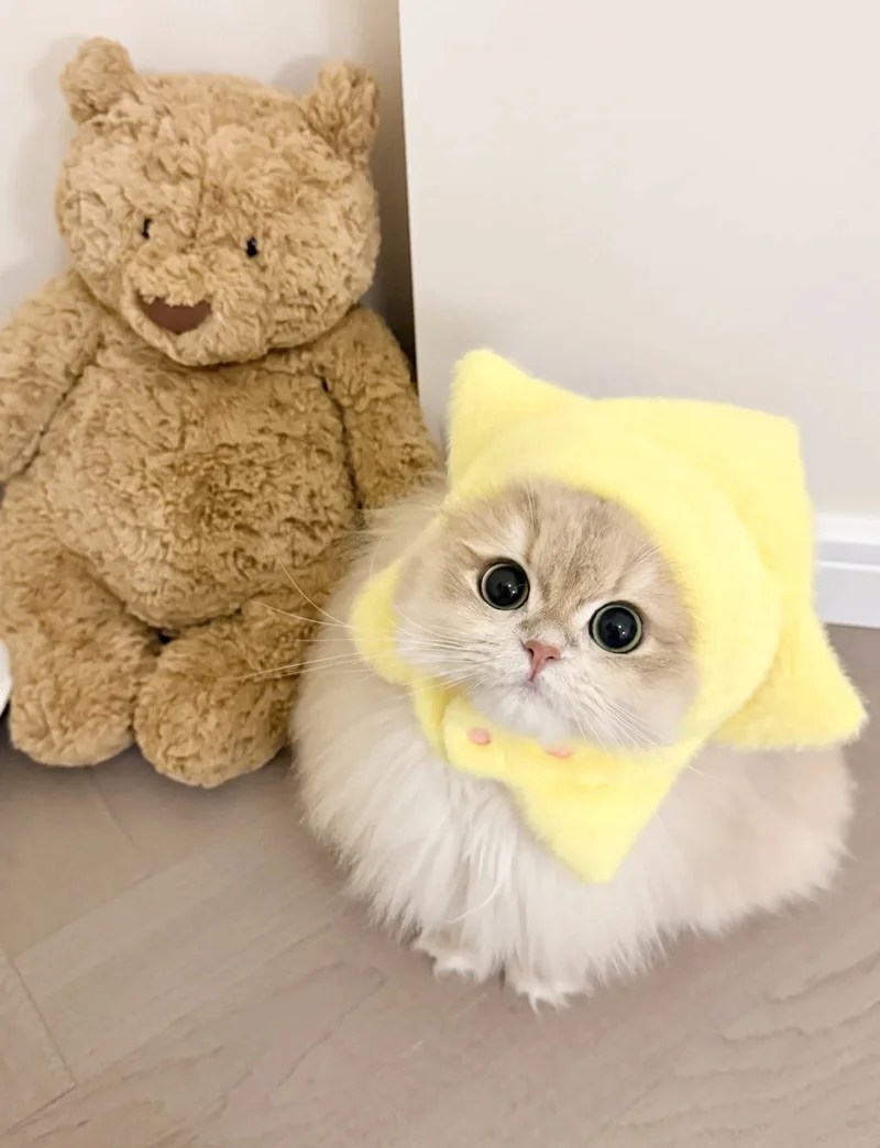 ảnh mèo cute 19