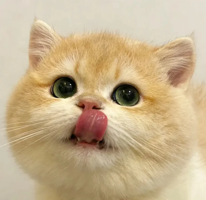 ảnh mèo cute 16