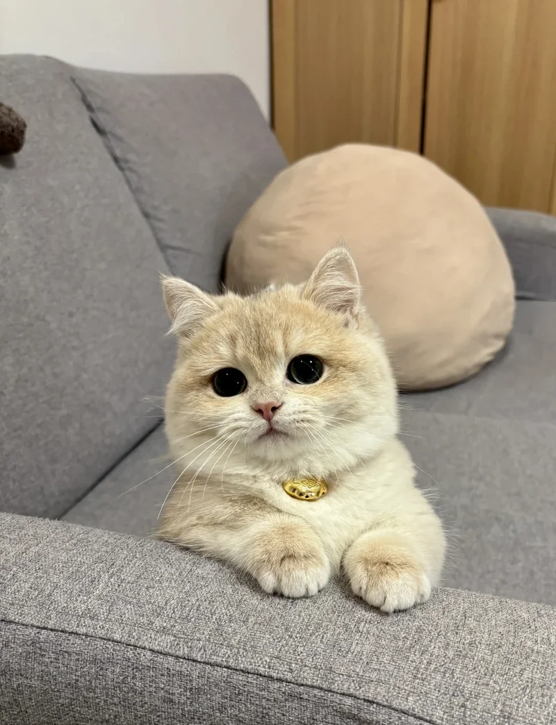 ảnh mèo cute 2